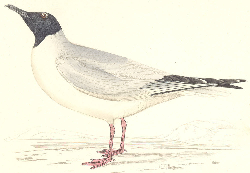BIRDS. Buonaparte's Gull. found in Europe. USA (Morris) 1880 old antique print